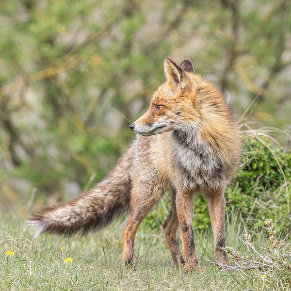  Fuchs auf seiner hut von William Linders