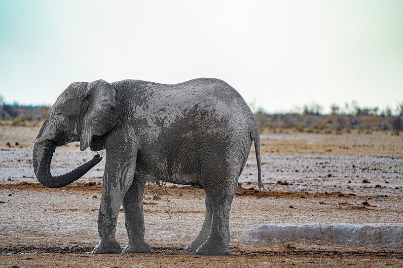 Eléphant se rafraîchissant à un point d'eau en Namibie, Afrique par Patrick Groß