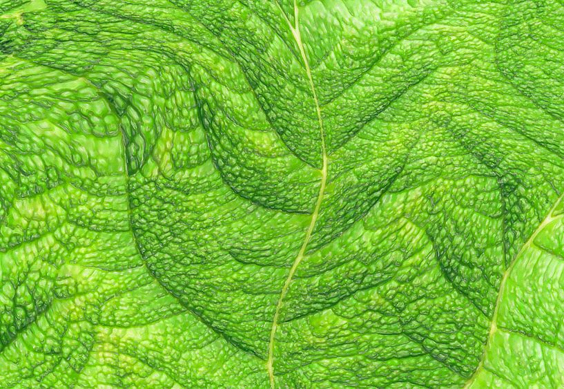 Glow green bright leaf by Frank Heinz