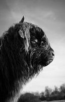 Schottischer Highlander Kalb