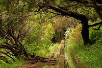 Levada walks on the Madeira flower island