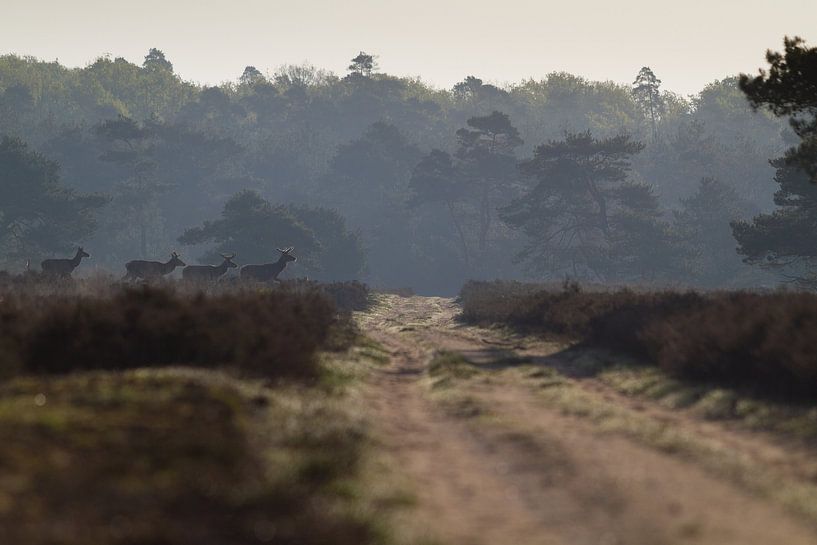 Rotwild kreuzt meinen Weg in der Veluwe, Niederlande von Shotz by Mindy
