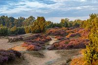 Heath Area Mantingerzand