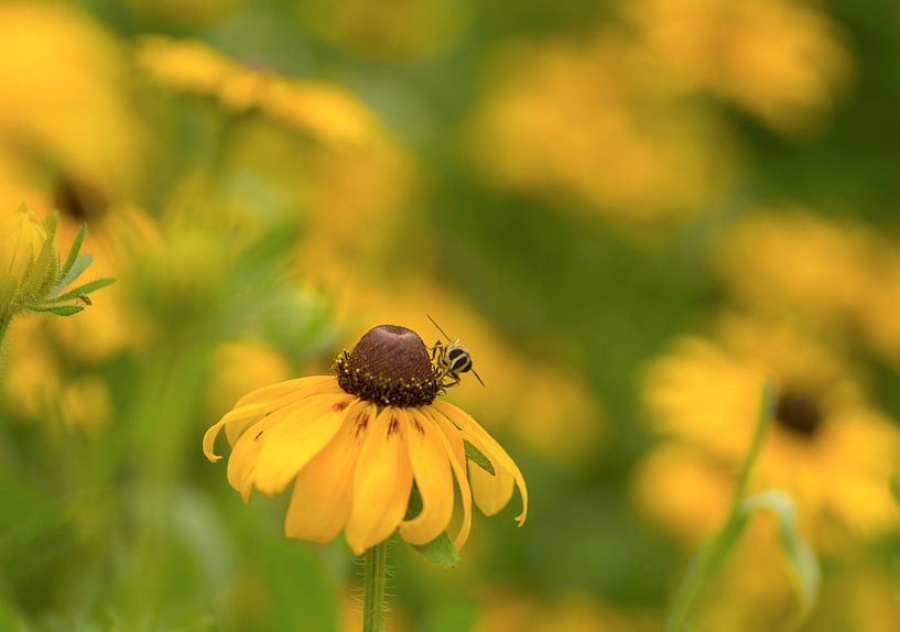 Glücklich sein. Heiteres und sommerliches Bild einer Schwebfliege zwischen gelben Rudbeckia von Birgitte Bergman