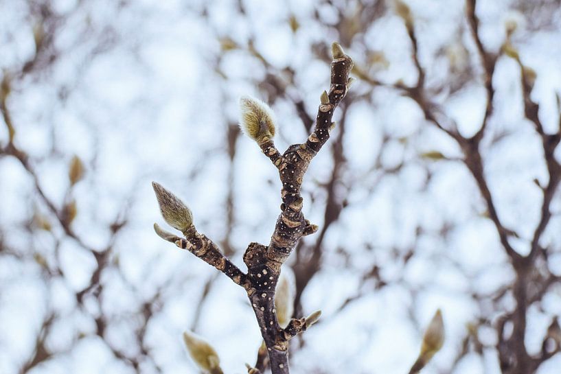 Magnolias by Andrea Fuchs