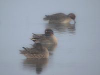 Canards dans le brouillard