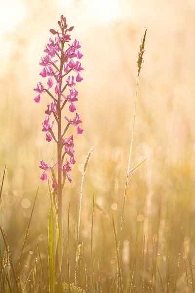 Ijle-Sumpf-Orchidee im Morgenlicht von Bram Conings