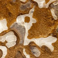 Petit chien - Structure glacée