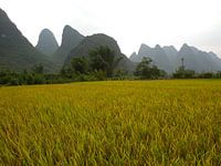 Landscape Yangshuo China