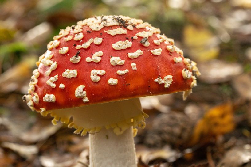 Nahaufnahme eines rot-weiß gefleckten Fliegenpilzes mit einem schönen weißen Kragen um den Stiel und von Robin Verhoef
