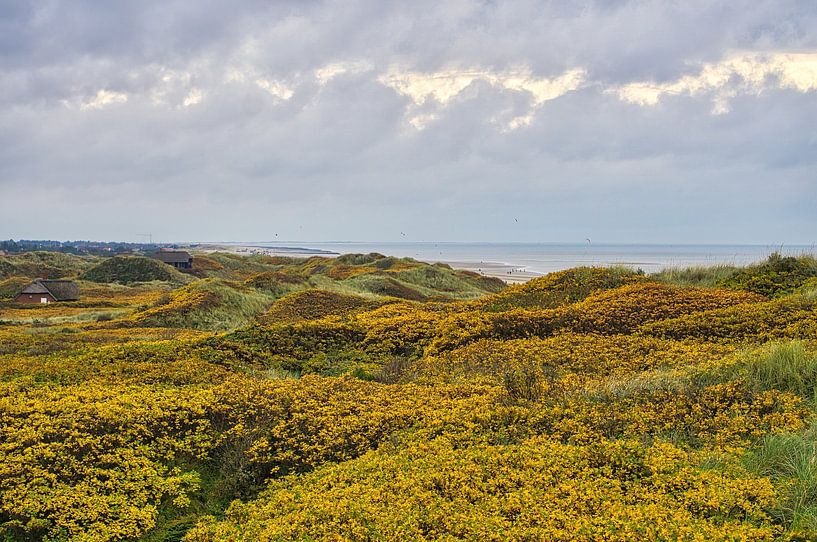 Blåvand dunes landscape in Denmark at the North Sea by Martin Köbsch