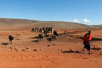 Masai shepherd with herd at Ngorongoro crater, Tanzania.