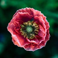 Poppy Art Sweet Embrace Poppy