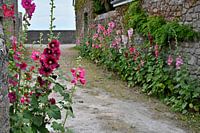 Des chaussettes dans une allée française
