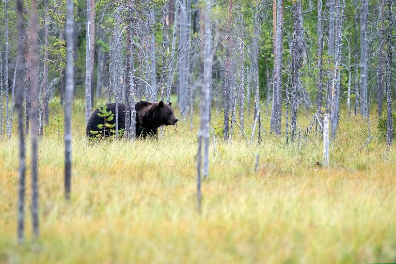Wild Brown Bear by Albert Beukhof