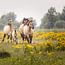 Konik horses