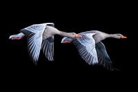 Fliegende Graugänse