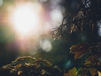 View through the branches
