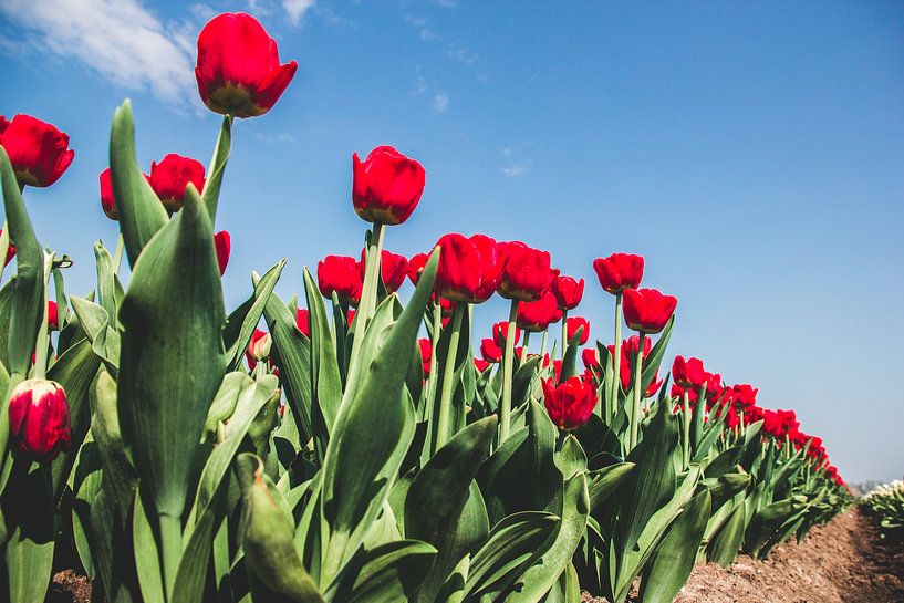 Red tulips in a bulb field against a blue sky by Expeditie Aardbol