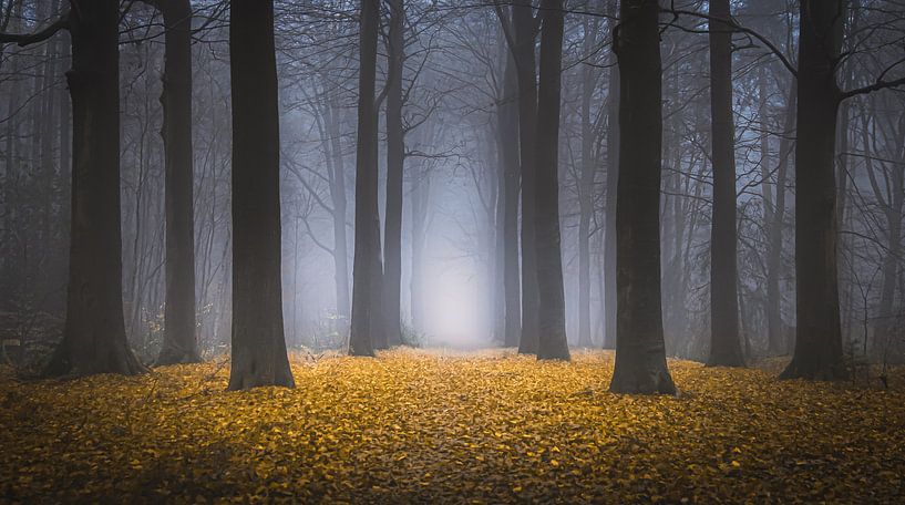Fairytale Forest by Niels Barto