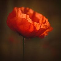 Mohn 11