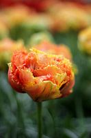 Orange tulip