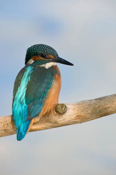 Martin-pêcheur (Alcedo à cet endroit) regardant par-dessus l'épaule, vue arrière de la pierre précie par wunderbare Erde