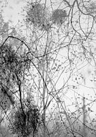 Verfeinerte natürliche Linien