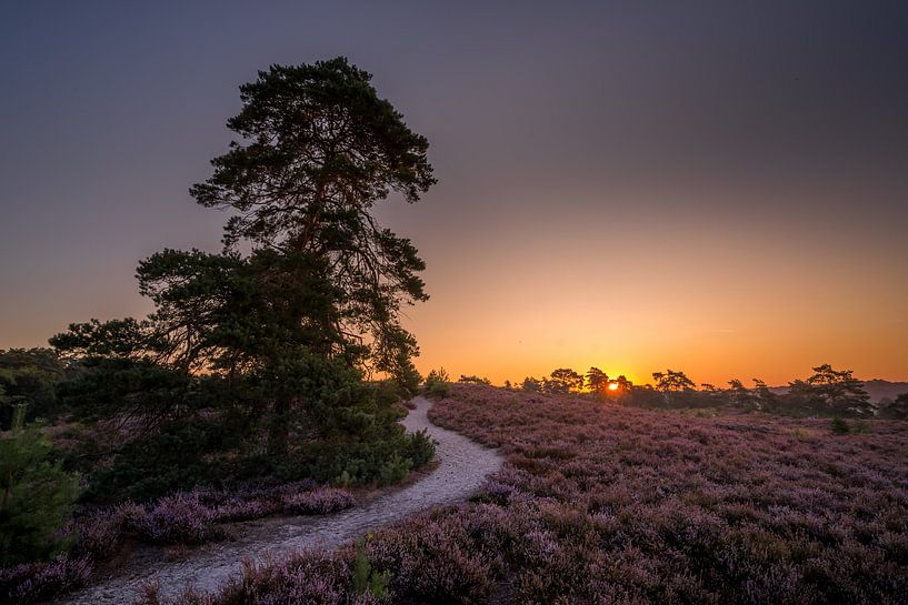 Sunrise at Brunssummerheide / Heather landscape by Maurice Meerten