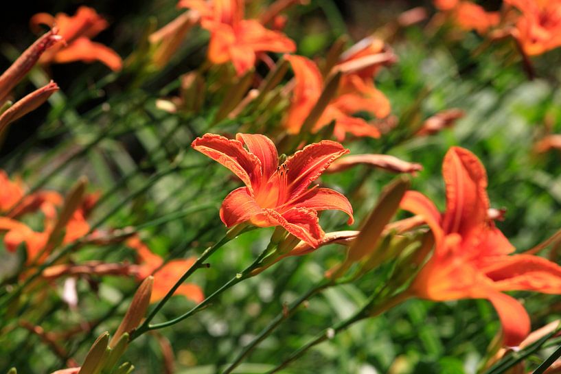 Lilies by Thomas Jäger