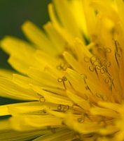 Close-up of a Dandelion