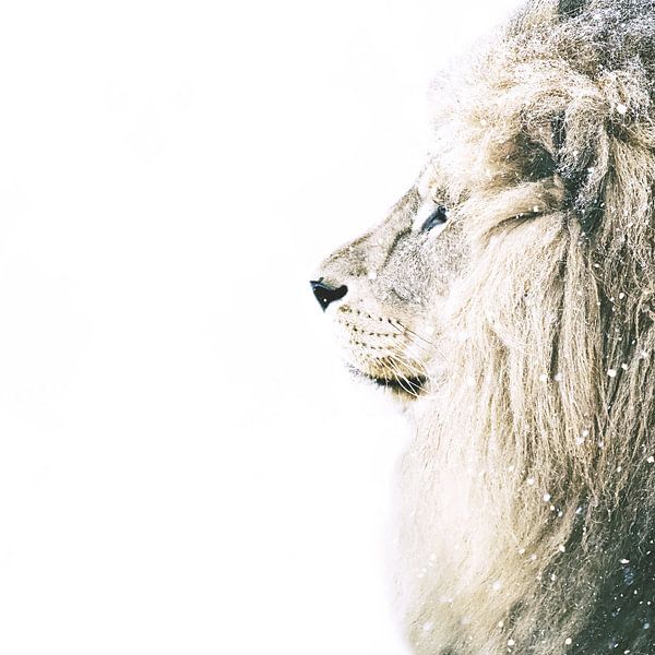 Lion In Snow by Monika Strigel