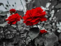 Rote Rosenblüten