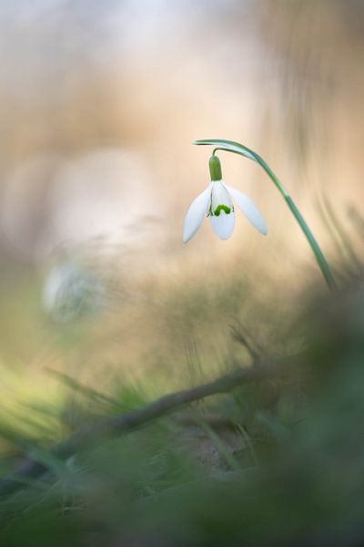 Schneeglöckchen von Patricia van Kuik