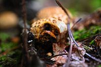 Damaged potato bovist