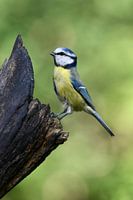 Blue tit