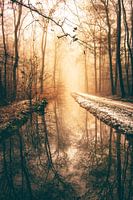 Sonnenaufgang mit Nebel im Winterwald