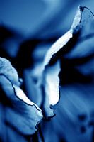 Amaryllis 16 - entre les feuilles