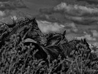 Friesian horses in the wind 1
