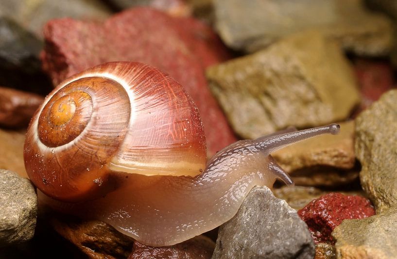 Snale von Marlies Prieckaerts