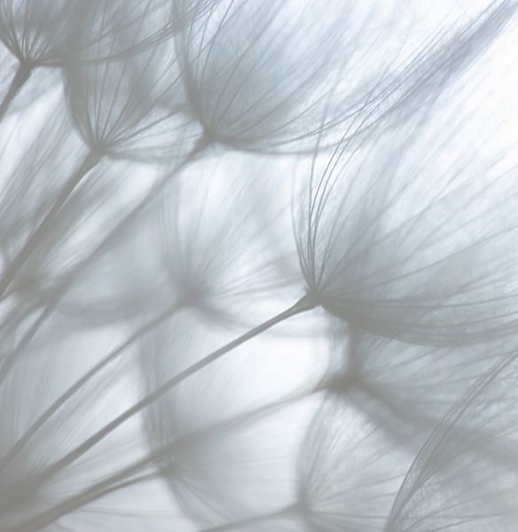 Delicate Dandelion van Foto Studio Labie