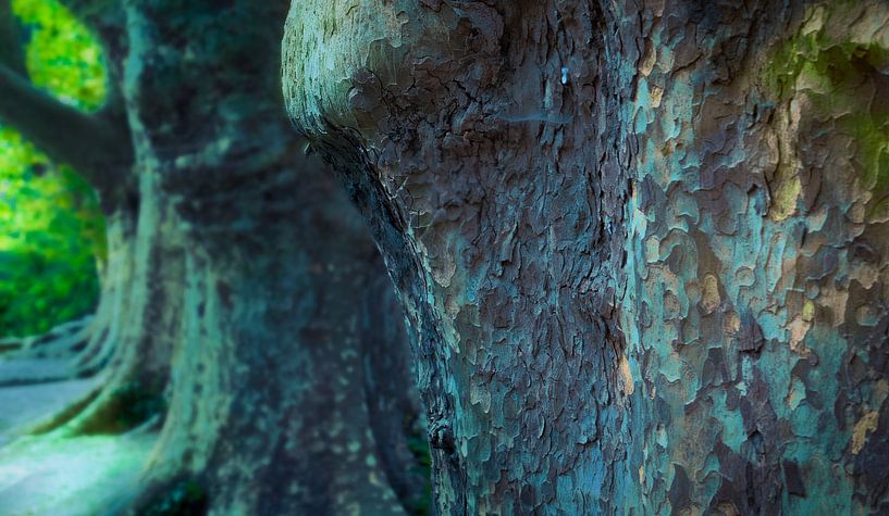 1498 Platanes en Provence par Adrien Hendrickx