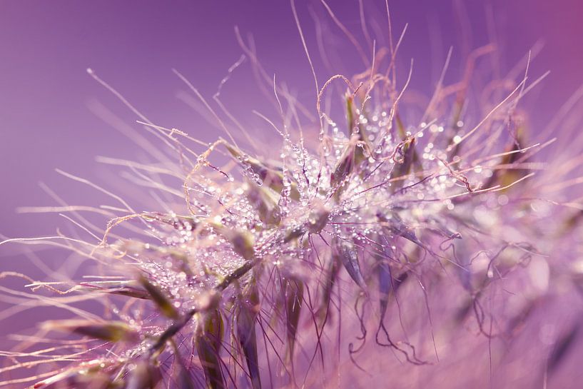 Morgen-Kristalle von LHJB Photography