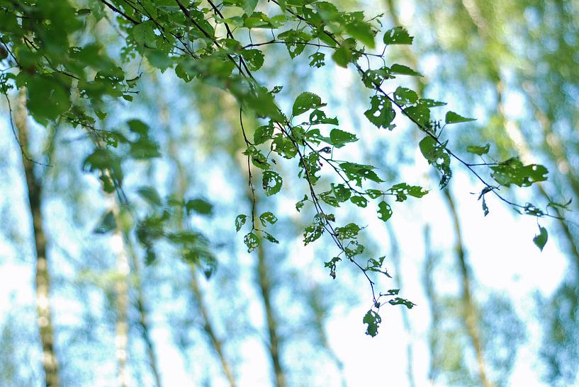 Dansende bladeren par Anne Hana