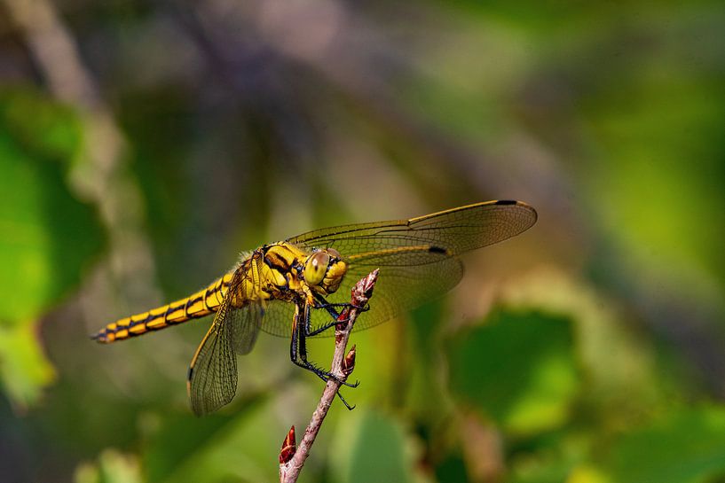 Schöne Libelle in Meijendel von Merijn Loch