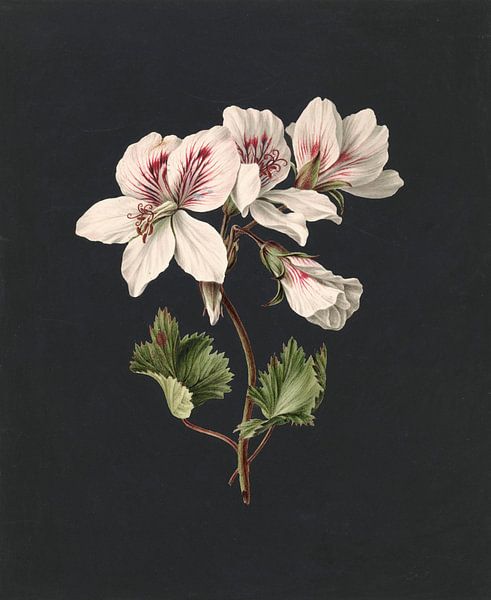 Pelargonium album bicolor, M. de Gijselaar by Masterful Masters