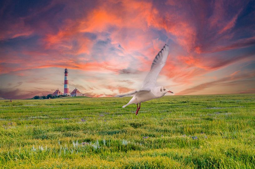 Mouette à Westerheversand près du phare au coucher du soleil par Animaflora PicsStock