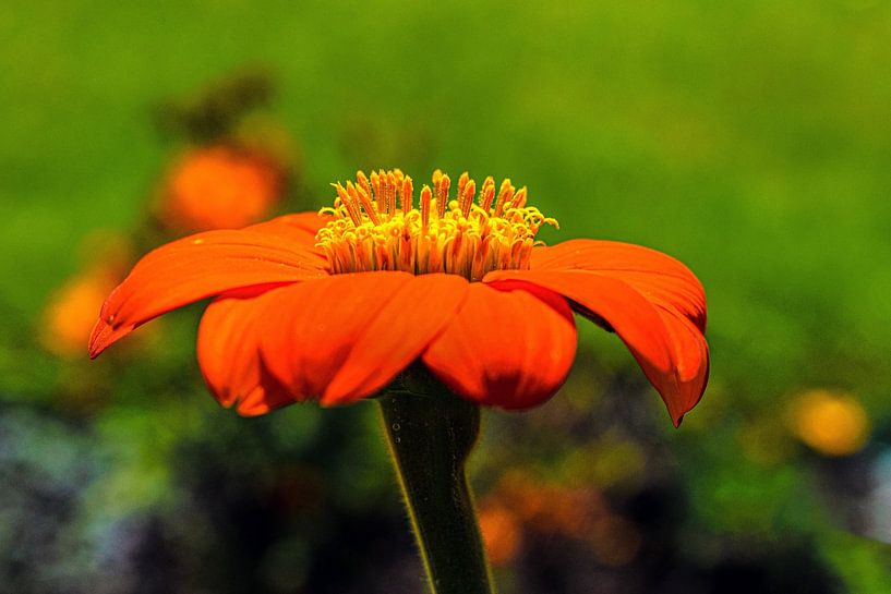 Mexican sunflower by desmyrka