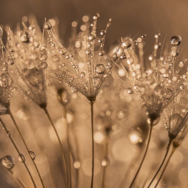 Ein Quadrat mit warmen Farben (Flaum mit Tropfen) von Marjolijn van den Berg