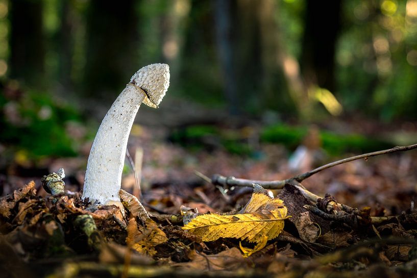 Jeune spécimen du Grand champignon puant dans la forêt par Fotografiecor .nl